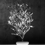 Δεντράκι διακοσμητικό Σχίνος